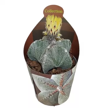Cactus Boneta episcopului (Astrophytum myriostigma) la ghiveci ø 6,5 cm
