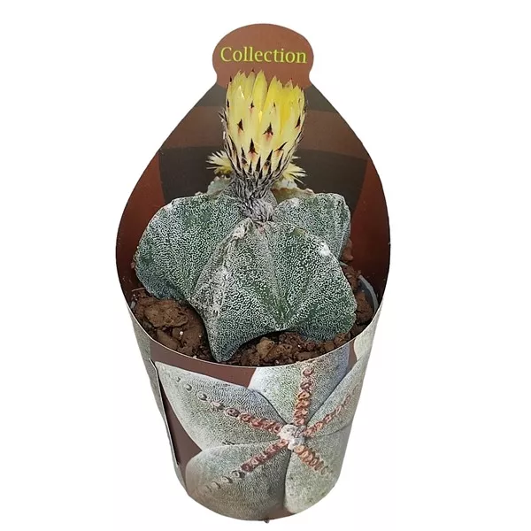 Cactus Boneta episcopului (Astrophytum myriostigma) la ghiveci ø 6,5 cm