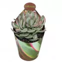 Copacul banilor Money Maker (Crassula) la ghiveci ø 6,5 cm