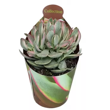 Copacul banilor Money Maker (Crassula) la ghiveci ø 6,5 cm