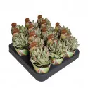 Copacul banilor Money Maker (Crassula) la ghiveci ø 6,5 cm