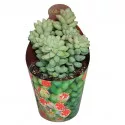 Iarbă grasă (Sedum burritum) la ghiveci ø 6,5 cm