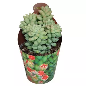 Iarbă grasă (Sedum burritum) la ghiveci ø 6,5 cm