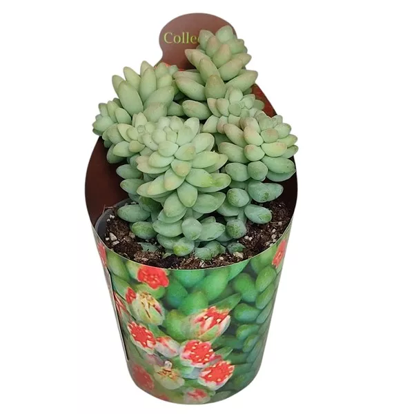 Iarbă grasă (Sedum burritum) la ghiveci ø 6,5 cm