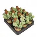 Iarbă grasă (Sedum burritum) la ghiveci ø 6,5 cm