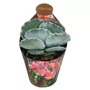 Cotyledon (Cotyledon orbiculata undulatum) la ghiveci ø 6,5 cm
