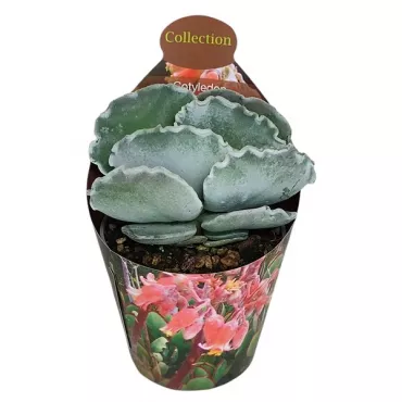 Cotyledon (Cotyledon orbiculata undulatum) la ghiveci ø 6,5 cm