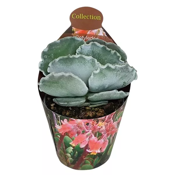 Cotyledon (Cotyledon orbiculata undulatum) la ghiveci ø 6,5 cm