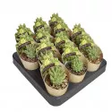 Cactus (Dolichothele longimamma mostruosa) la ghiveci ø 6,5 cm