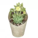 Cactus (Dolichothele longimamma mostruosa) la ghiveci ø 6,5 cm