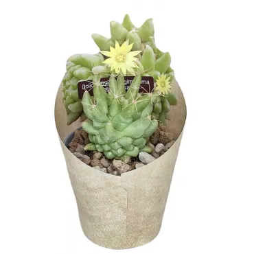Cactus (Dolichothele longimamma mostruosa) la ghiveci ø 6,5 cm