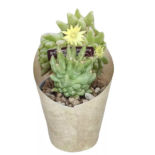 Cactus (Dolichothele longimamma mostruosa) la ghiveci ø 6,5 cm