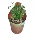 Planta tirbușon (Albuca spiralis) la ghiveci ø 6,5 cm