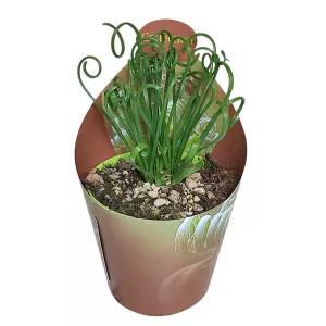 Planta tirbușon (Albuca spiralis) la ghiveci ø 6,5 cm