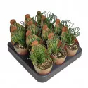 Planta tirbușon (Albuca spiralis) la ghiveci ø 6,5 cm