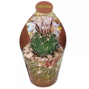 Cactus cerebral (Echinofossulocactus multicostatus) la ghiveci ø 6,5 cm