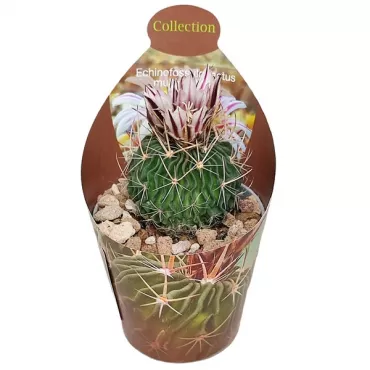 Cactus cerebral (Echinofossulocactus multicostatus) la ghiveci ø 6,5 cm