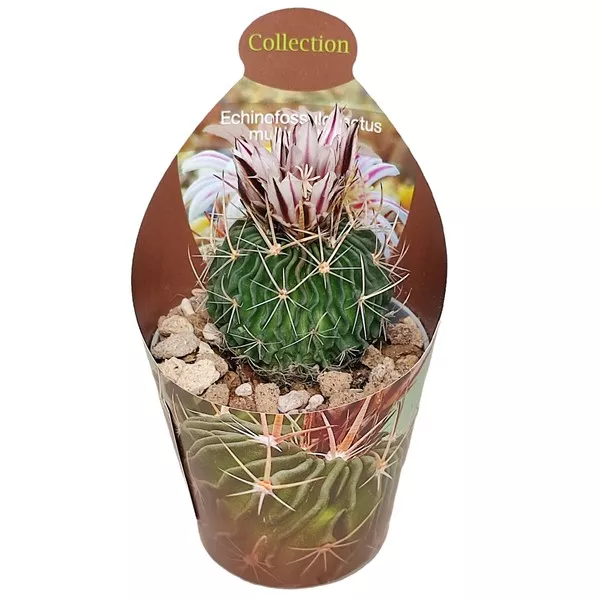 Cactus cerebral (Echinofossulocactus multicostatus) la ghiveci ø 6,5 cm
