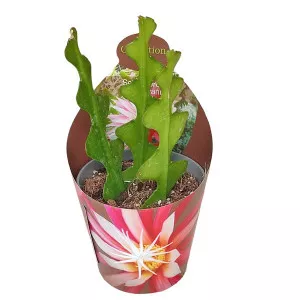Cactus Zigzag (Selenicereus anthonyanus) la ghiveci ø 6,5 cm