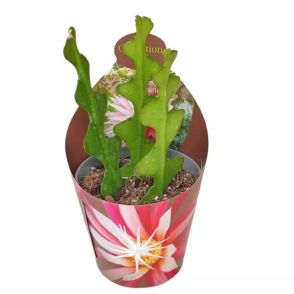 Cactus Zigzag (Selenicereus anthonyanus) la ghiveci ø 6,5 cm