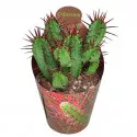 Euphorbia (Euphorbia enopla) la ghiveci ø 6,5 cm
