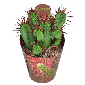 Euphorbia (Euphorbia enopla) la ghiveci ø 6,5 cm
