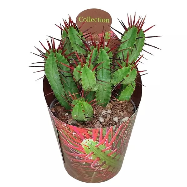 Euphorbia (Euphorbia enopla) la ghiveci ø 6,5 cm
