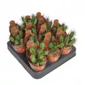 Euphorbia (Euphorbia enopla) la ghiveci ø 6,5 cm