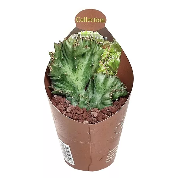 Euphorbia verde (Euphorbia lactea crestata) la ghiveci ø 6,5 cm
