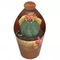 Euphorbia (Euphorbia obesa) la ghiveci ø 6,5 cm