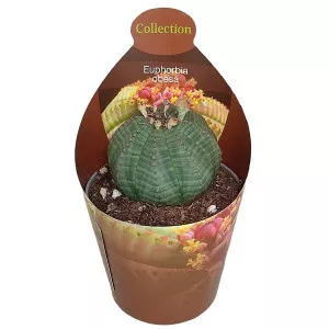 Euphorbia (Euphorbia obesa) la ghiveci ø 6,5 cm