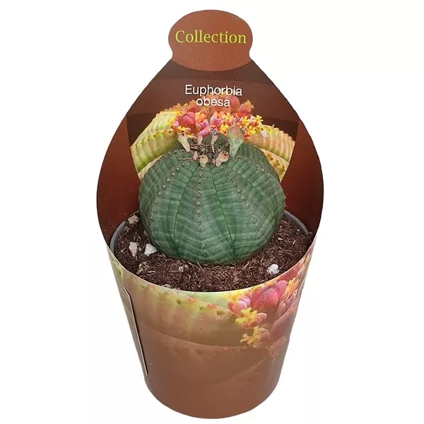 Euphorbia (Euphorbia obesa) la ghiveci ø 6,5 cm