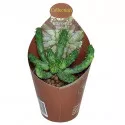 Euphorbia (Euphorbia inermis) la ghiveci ø 6,5 cm