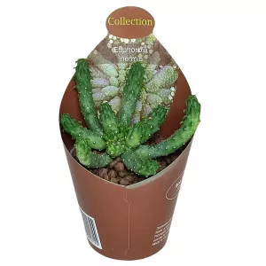 Euphorbia (Euphorbia inermis) la ghiveci ø 6,5 cm