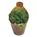 Euphorbia (Euphorbia Susannae) la ghiveci ø 6,5 cm