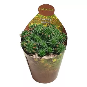 Euphorbia (Euphorbia Susannae) la ghiveci ø 6,5 cm