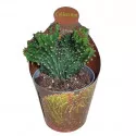 Euphorbia (Euphorbia triangularis crestata) la ghiveci ø 6,5 cm