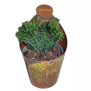 Euphorbia (Euphorbia triangularis crestata) la ghiveci ø 6,5 cm