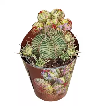 Cactus (Euphorbia meloformis variegata) la ghiveci ø 6,5 cm