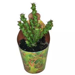 Euphorbia (Euphorbia lenewtonii) la ghiveci ø 6,5 cm