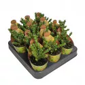 Euphorbia (Euphorbia lenewtonii) la ghiveci ø 6,5 cm