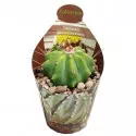 Cactus butoi (Ferocactus glaucescens inermis) la ghiveci ø 6,5 cm