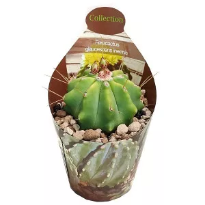 Cactus butoi (Ferocactus glaucescens inermis) la ghiveci ø 6,5 cm
