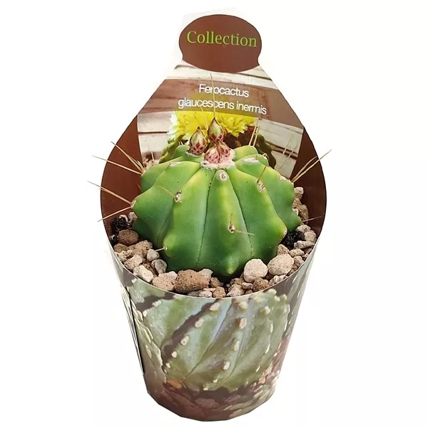Cactus butoi (Ferocactus glaucescens inermis) la ghiveci ø 6,5 cm