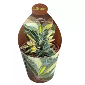 Gasteria (Gasteria verrucosa variegata) la ghiveci ø 6,5 cm