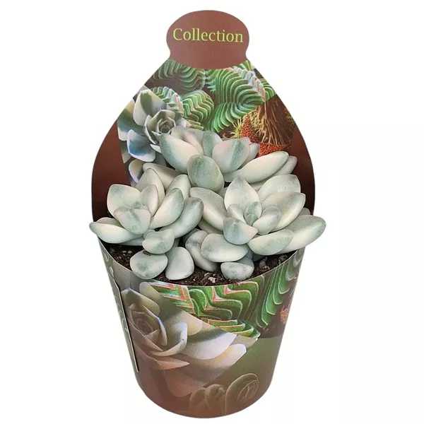 Graptoveria (Graptoveria titubans variegata) la ghiveci ø 6,5 cm