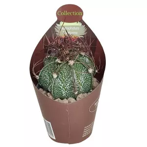 Cactus stea (Astrophytum capricorne) la ghiveci ø 6,5 cm