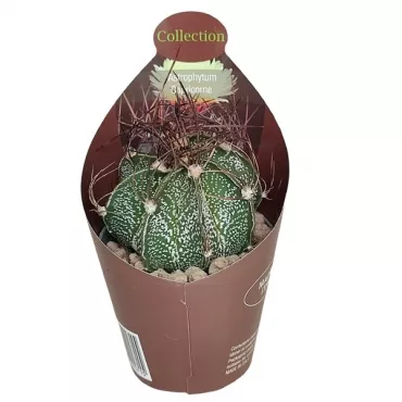 Cactus stea (Astrophytum capricorne) la ghiveci ø 6,5 cm