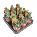 Haworthia (Haworthia glauca) la ghiveci ø 6,5 cm