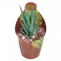 Haworthia (Haworthia glauca) la ghiveci ø 6,5 cm